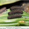 melitaea aurelia daghestan larva4